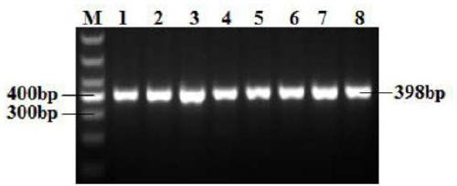 Multi-gene polymerization effect analytic breeding method for increasing lambing number of goats