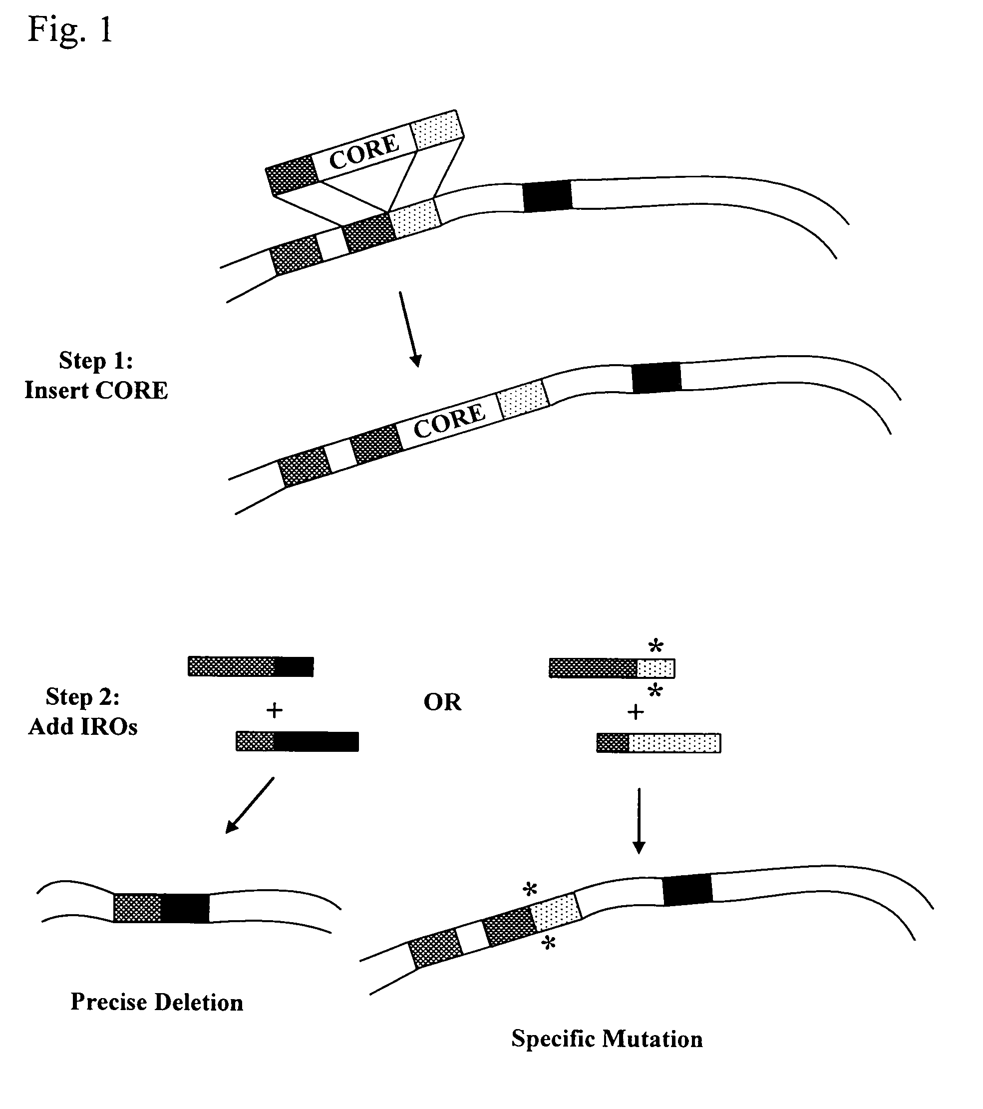 Systems for in vivo site-directed mutagenesis using oligonucleotides