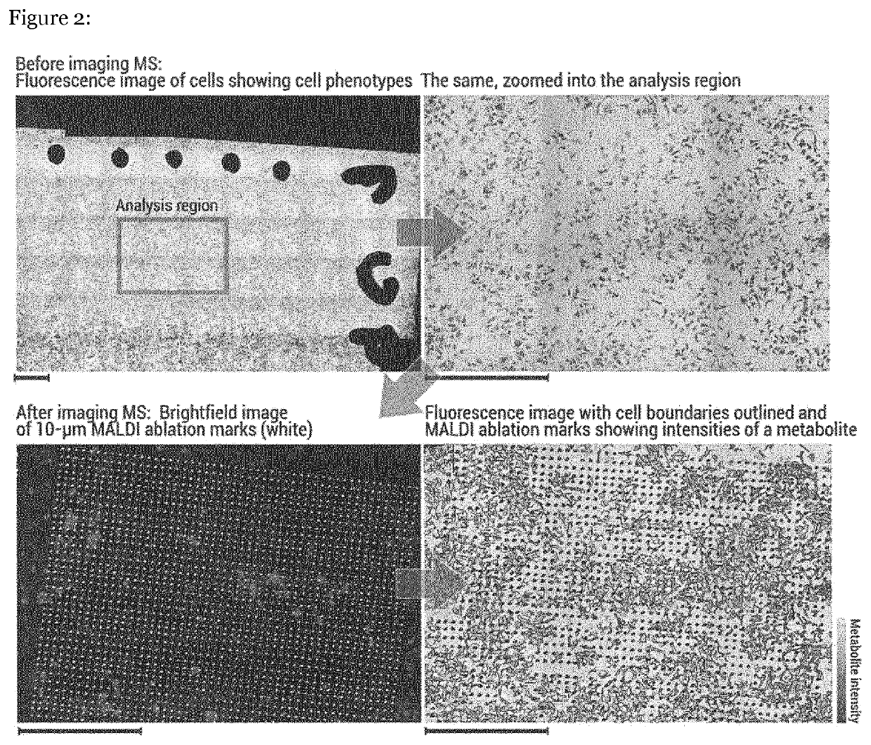 Single-cell imaging mass spectrometry