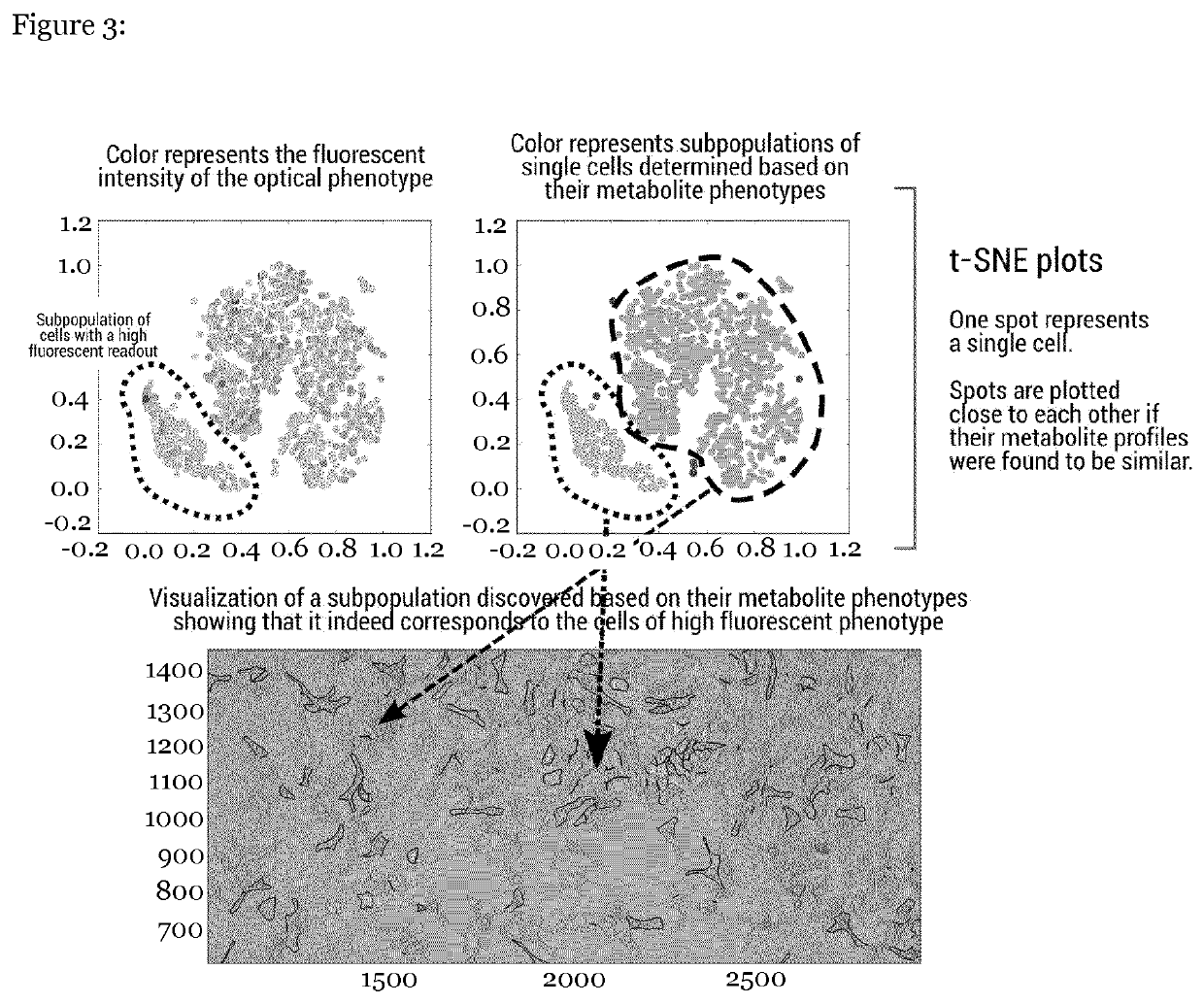 Single-cell imaging mass spectrometry