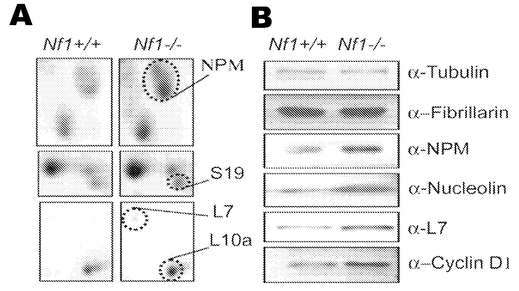 Neurofibromin pathway modulators