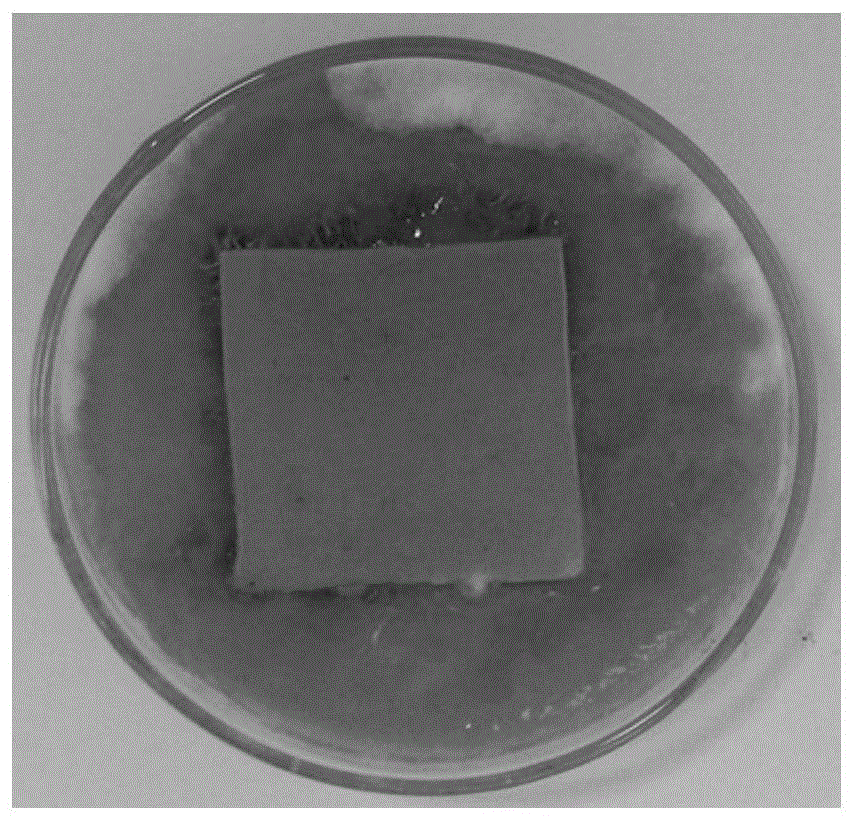 A kind of viscoelastic anti-mildew and anti-corrosion glue and tape for buried pipeline and preparation method thereof