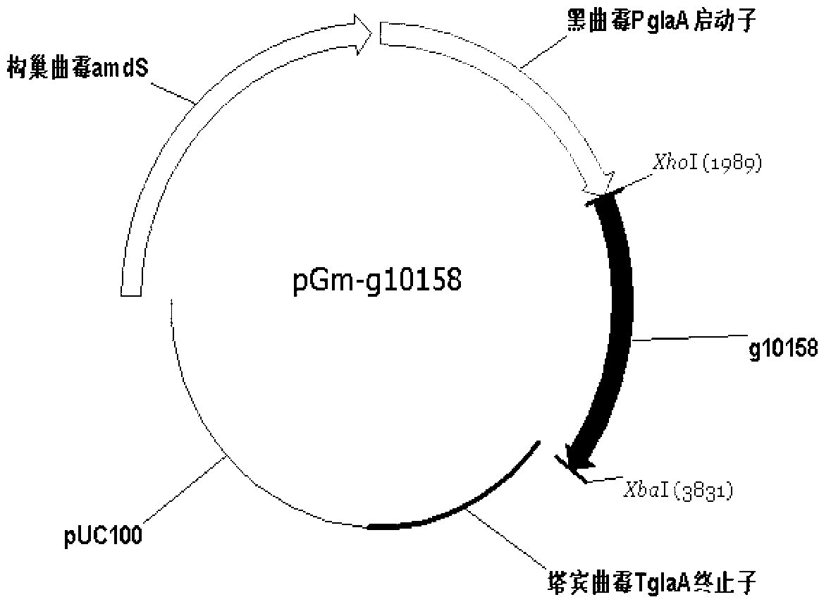 Beta-glucosidase and application thereof