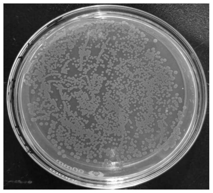 Serratia marcescens and application thereof in degradation of tetrabromobisphenol A