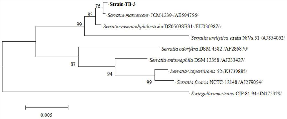 Serratia marcescens and application thereof in degradation of tetrabromobisphenol A