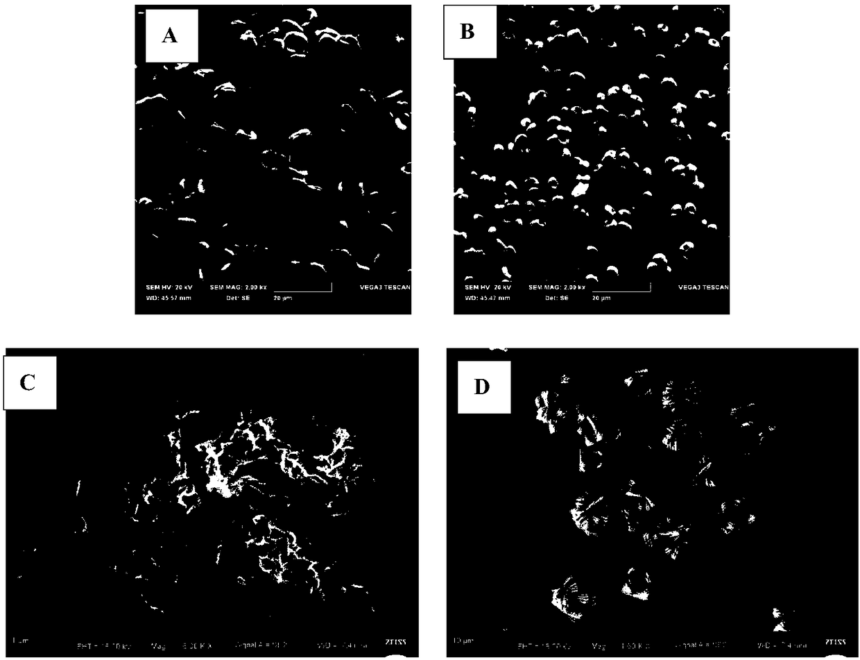 Bone tuberculosis medicine controlled-release microsphere with bone repairing function and preparation method