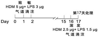 Medicine for relieving severe asthma, application and animal model construction method