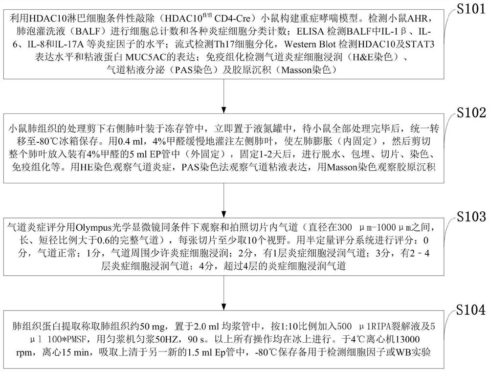 Medicine for relieving severe asthma, application and animal model construction method