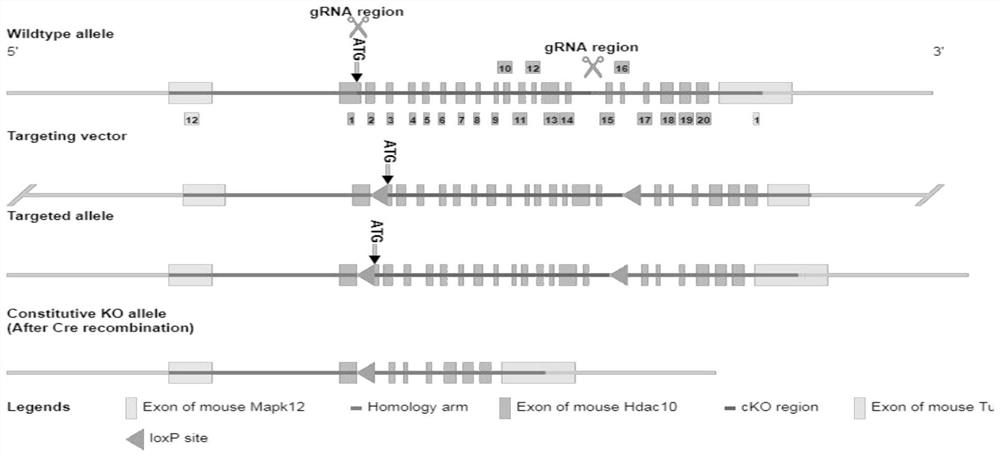 Medicine for relieving severe asthma, application and animal model construction method