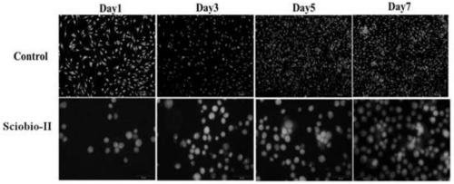 Application of self-assembling oligopeptide to rapid repair of skin tissue trauma