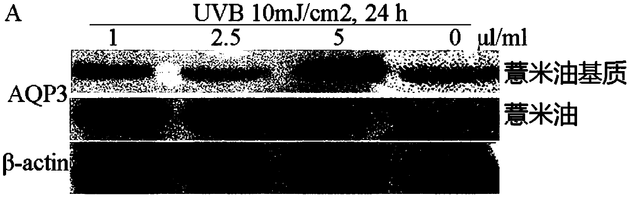 Application of a kind of job's tears oil and job's tears oil emulsified preparation and preparation method thereof