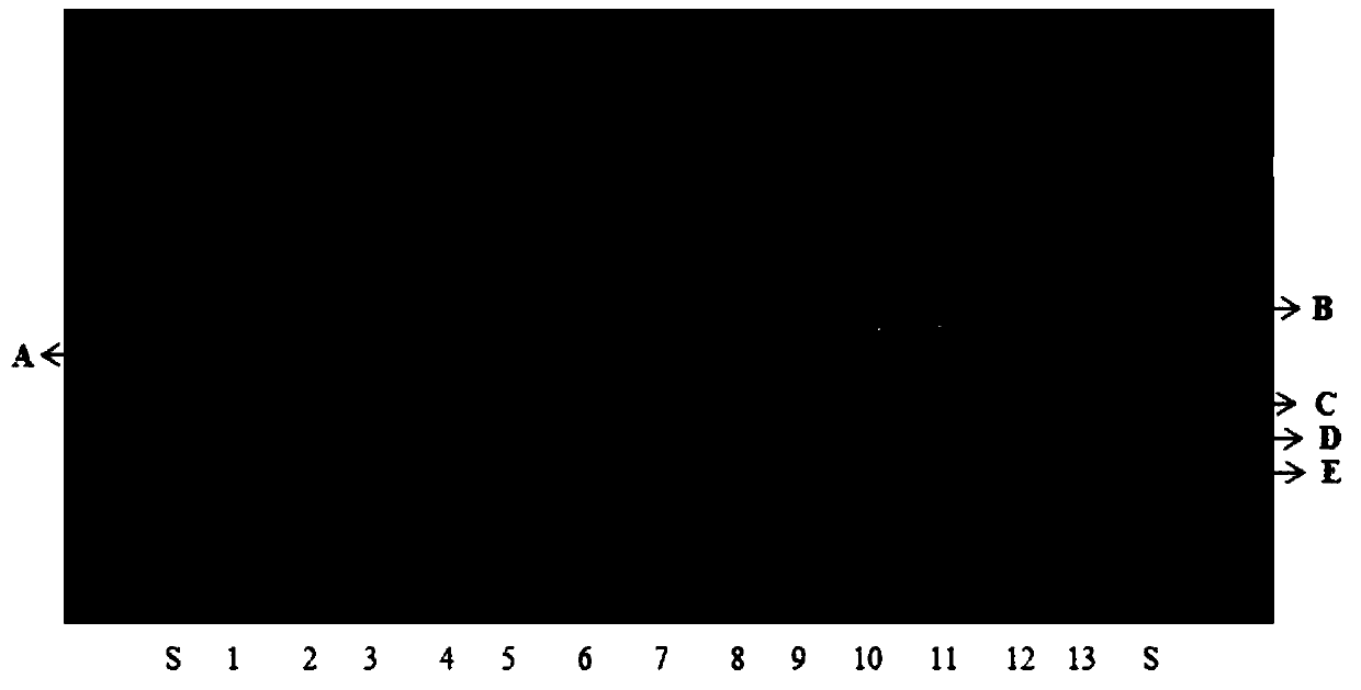 A kind of quality detection method of Yupingfeng granule