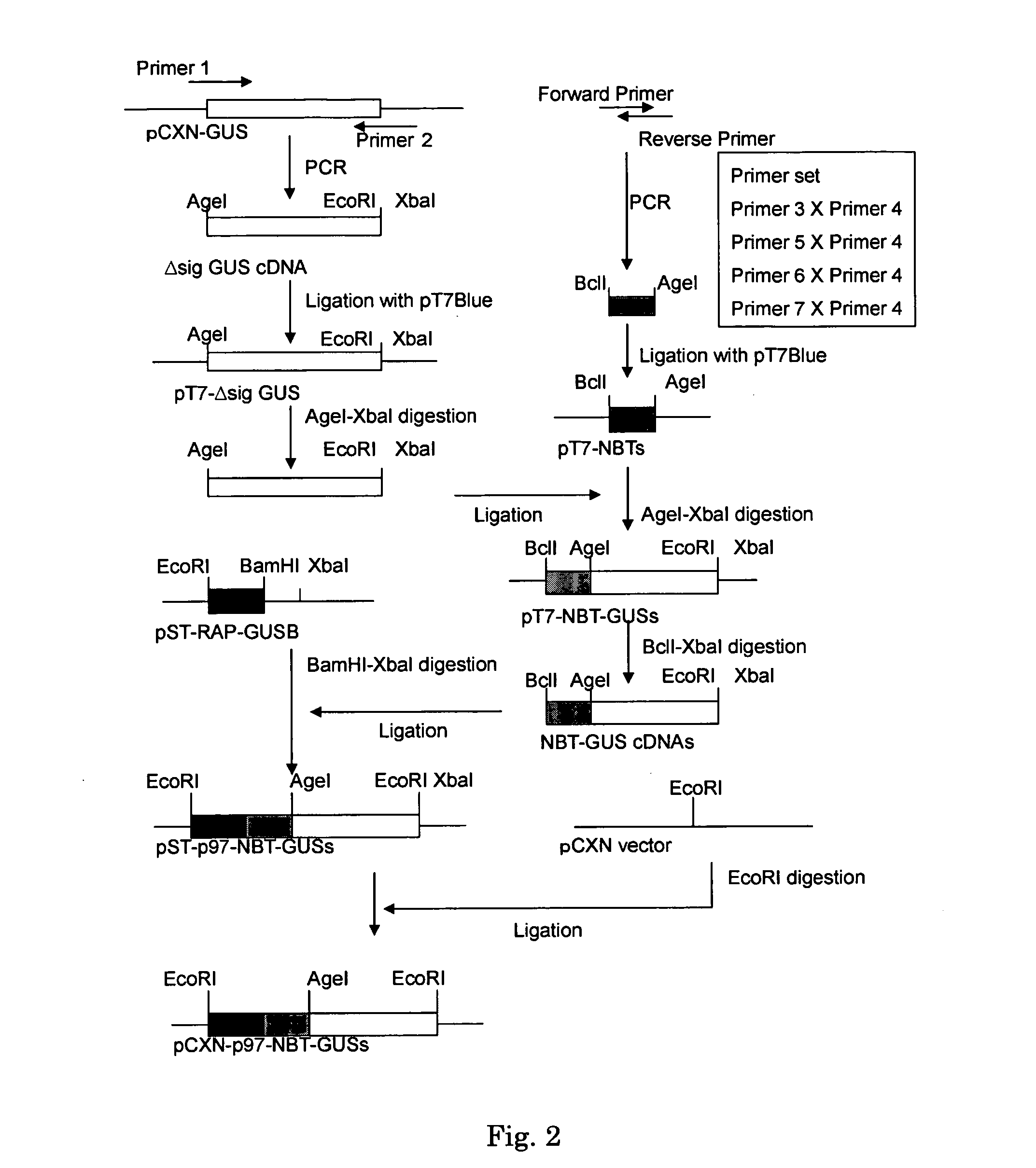 Beta-glucuronidase with an attached short peptide of acidic amino acids