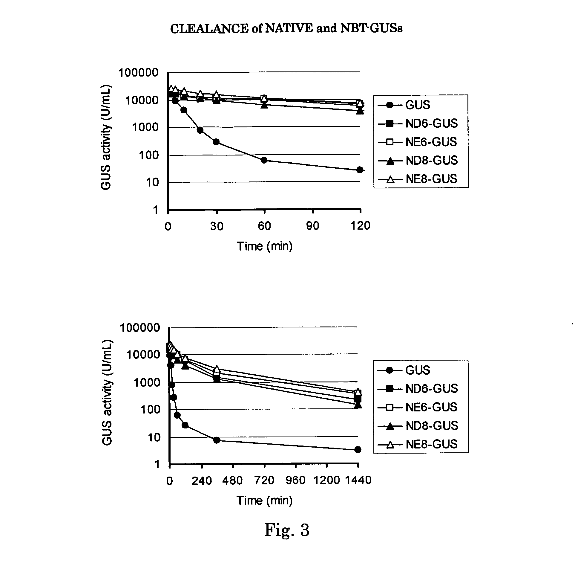 Beta-glucuronidase with an attached short peptide of acidic amino acids