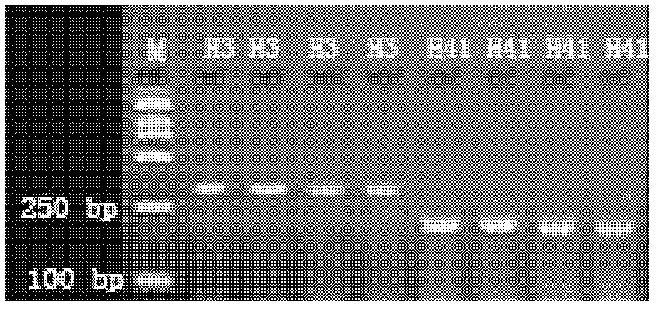 Method for sequencing clone genes with recessive mixed pools