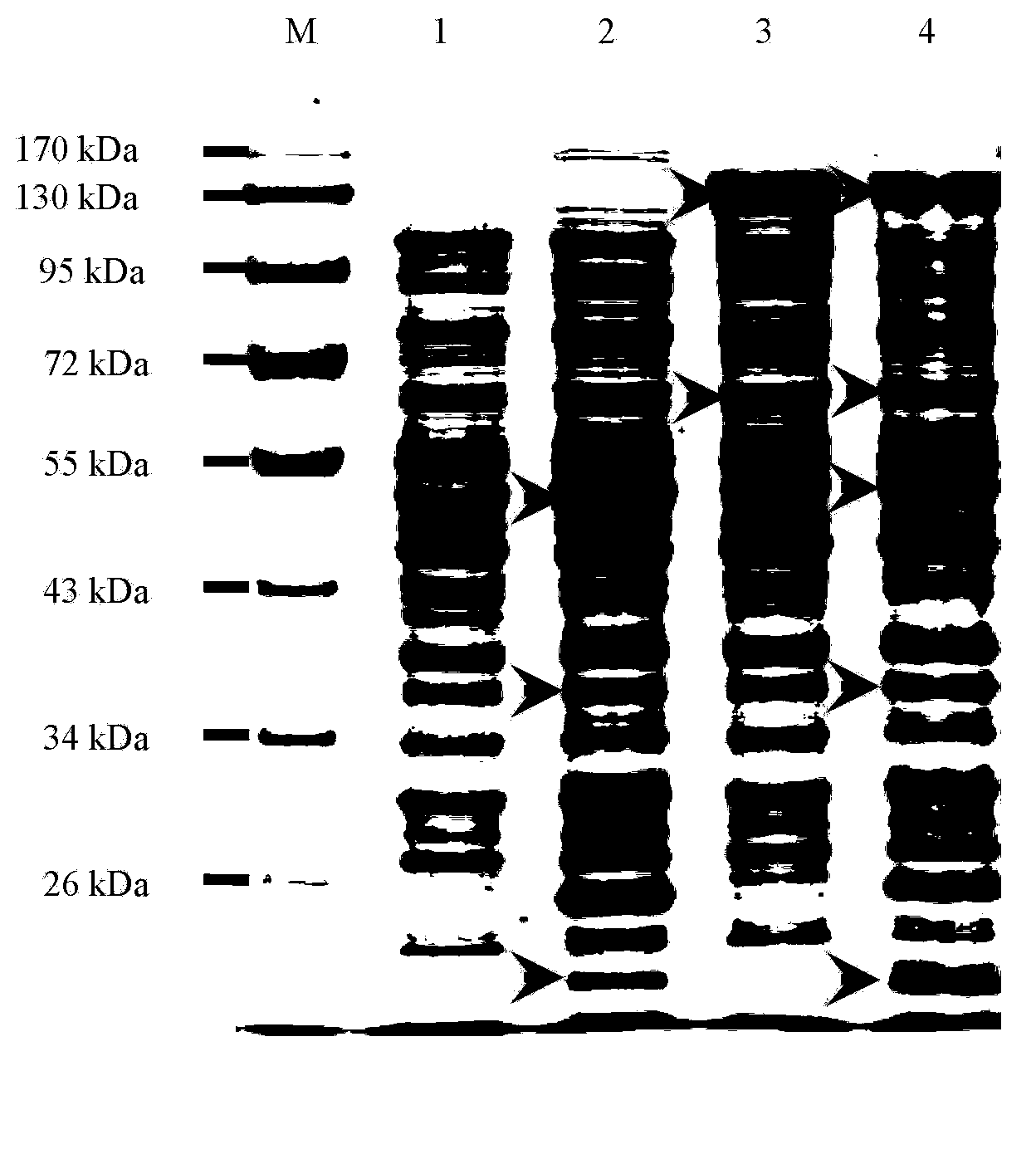 Method for biologically synthesizing poly-3-hydroxypropionic acid