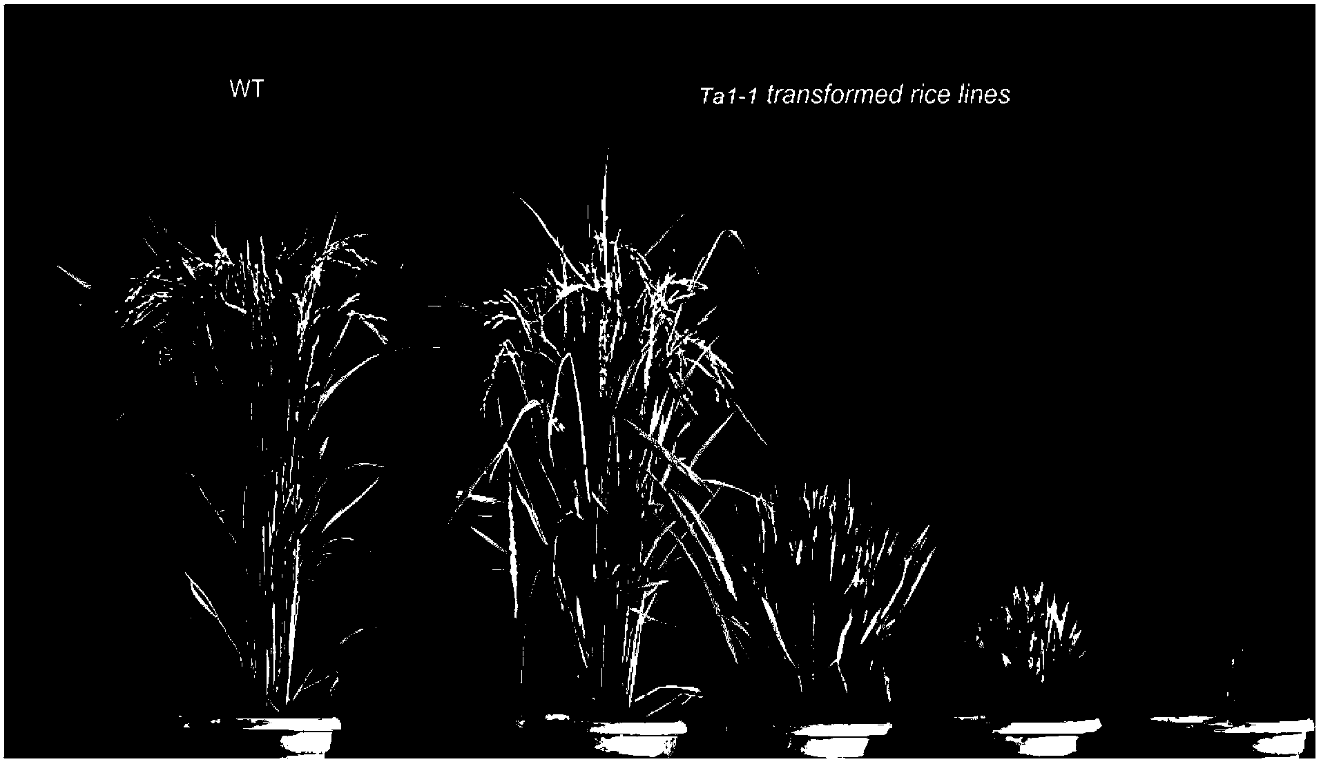 Gene and polypeptide for regulating and controlling plant height of crop and application of polypeptide