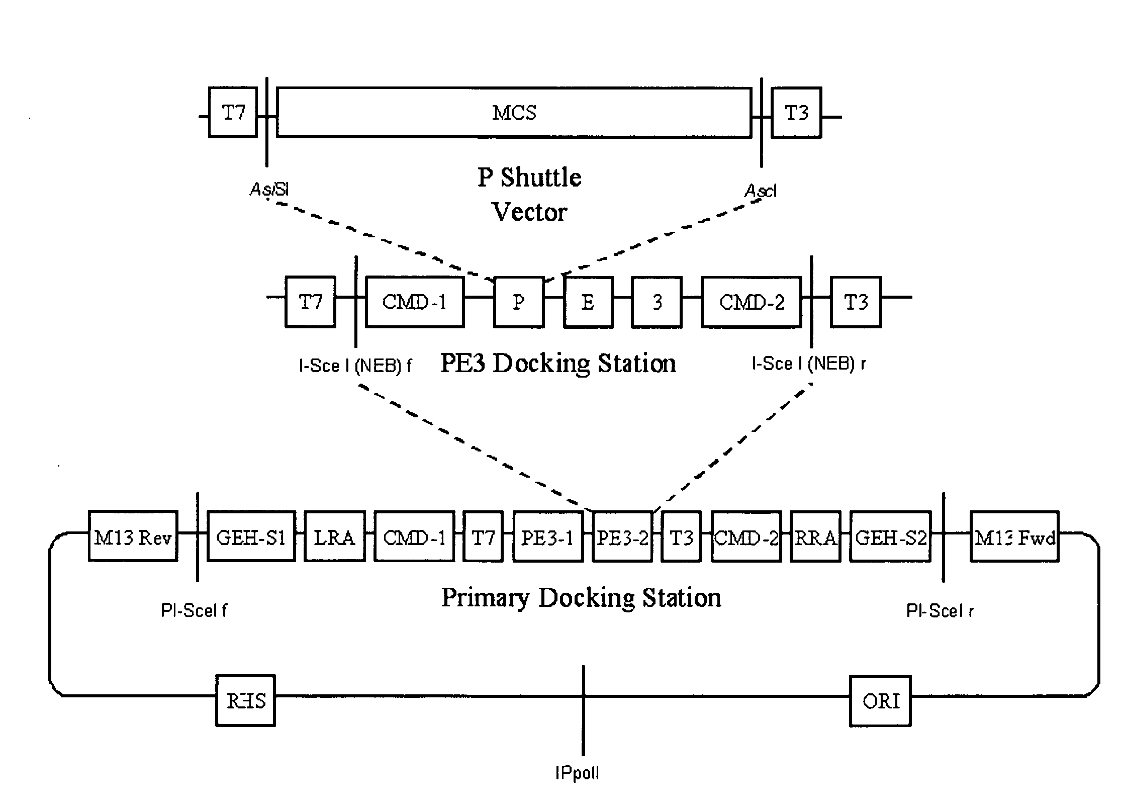 DNA modular cloning vector plasmids and methods for their use