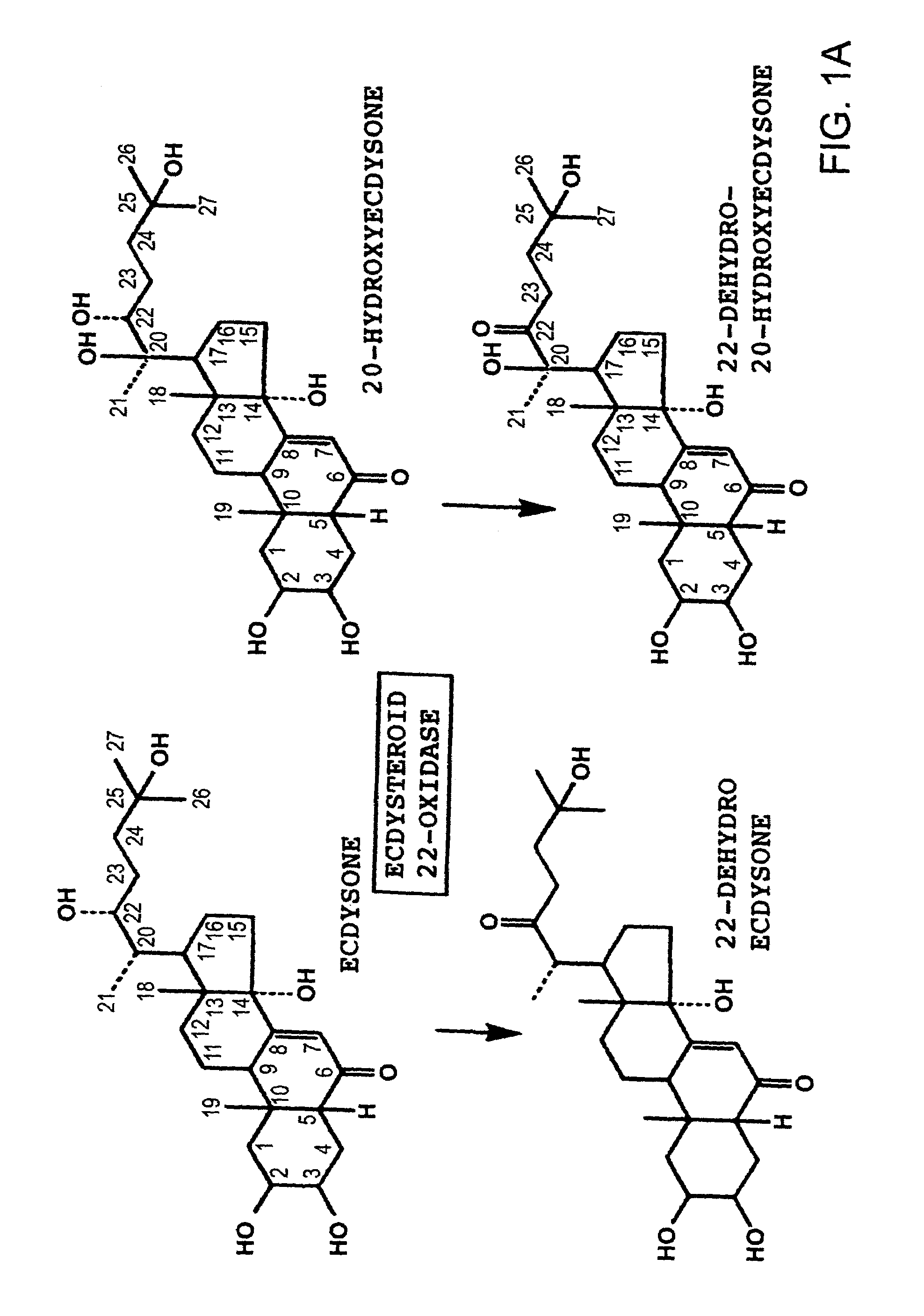 Nomuraeae rileyi-origin ecdysteroid 22-oxidase and molt hormone inactivation system with the use of the same