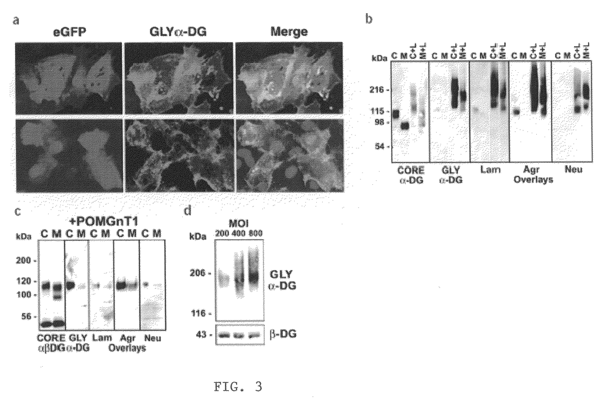 Increasing functional glycosylation of alpha-dystroglycan in the treatment of muscle degeneration