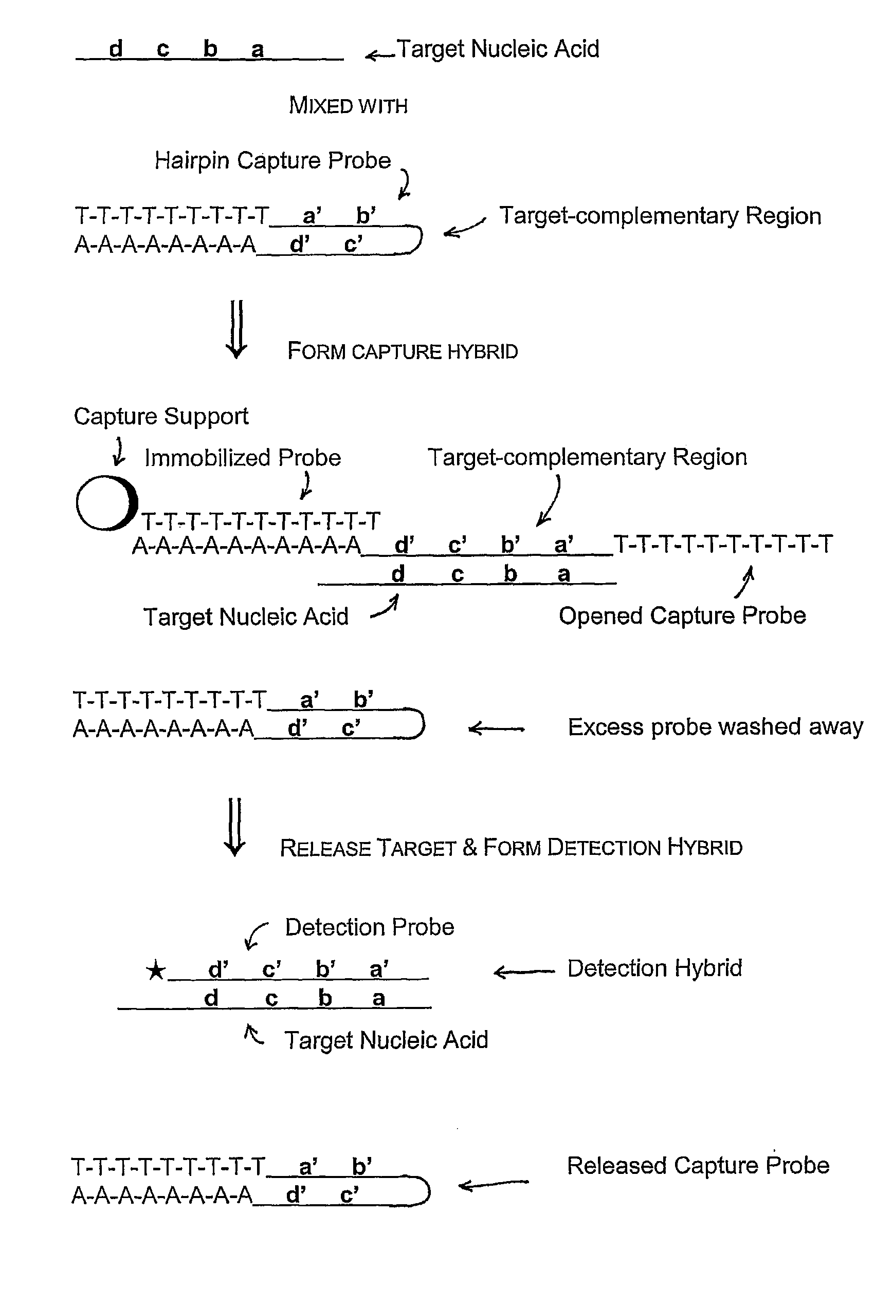 Compositions and methods for detecting small RNAs, and uses thereof