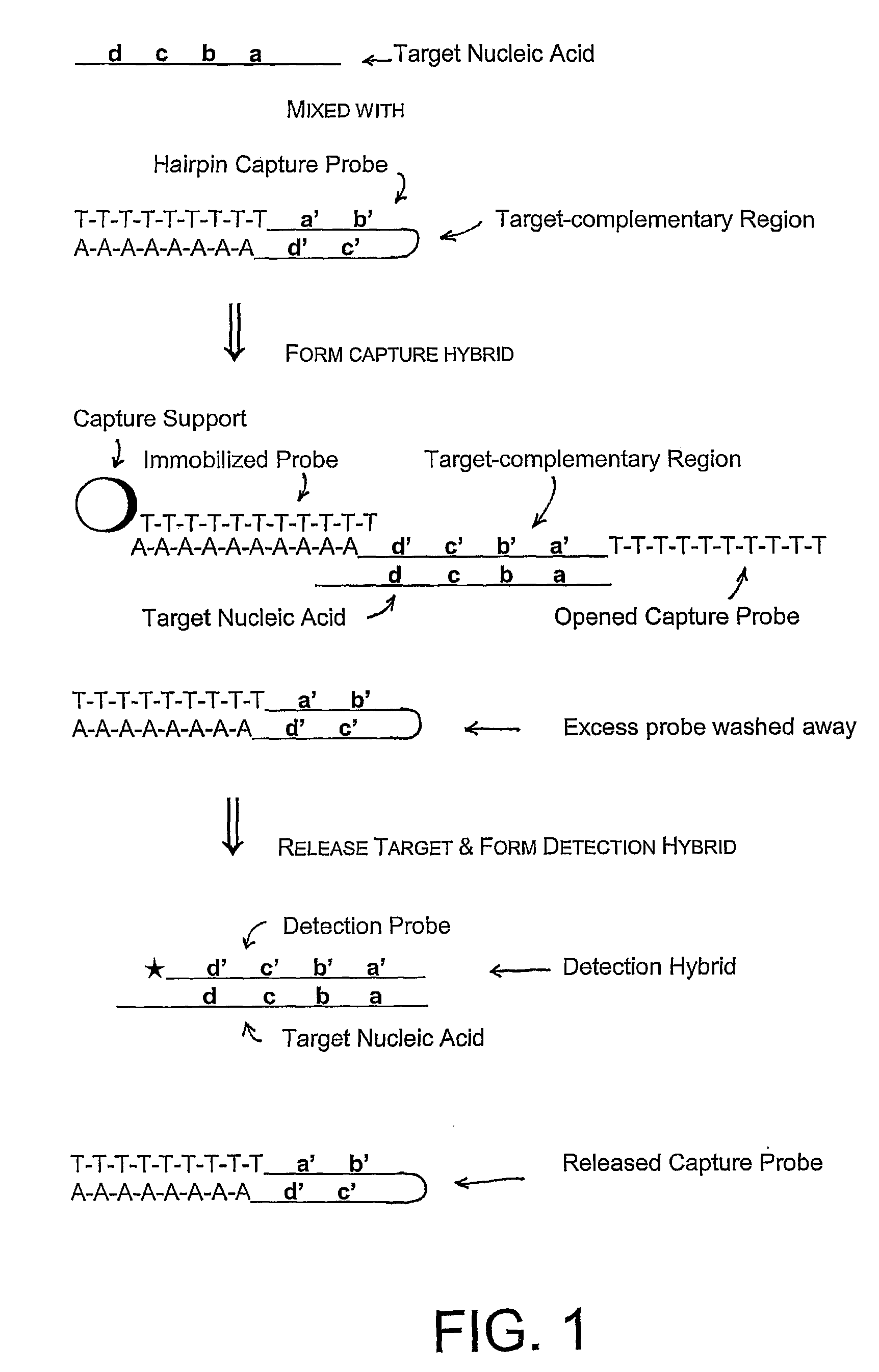 Compositions and methods for detecting small RNAs, and uses thereof