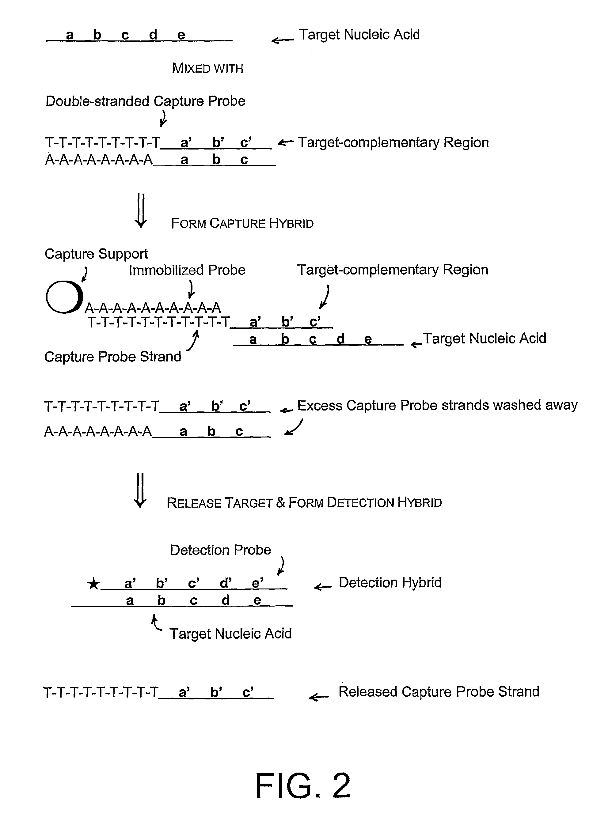 Compositions and methods for detecting small RNAs, and uses thereof