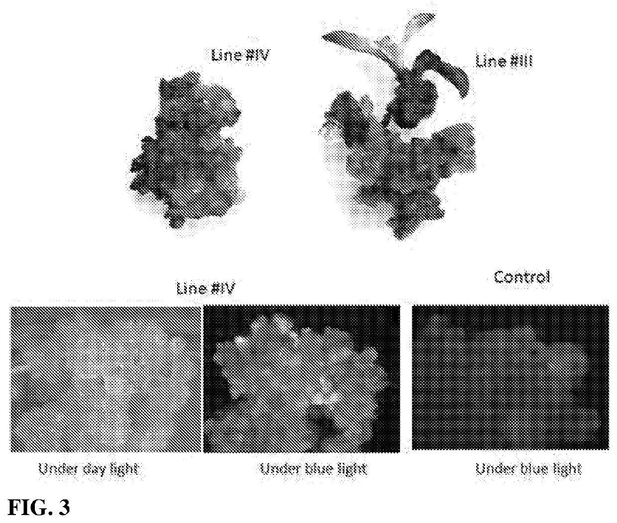 Compositions and methods for transferring cytoplasmic or nuclear traits or components