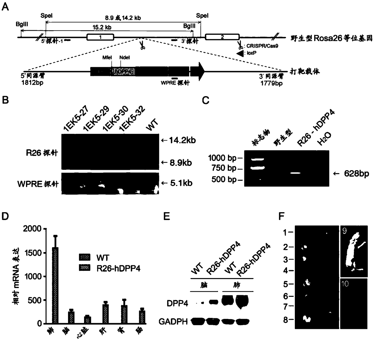 Pseudo MERS-CoV virus of infected animal, and preparation method and application thereof