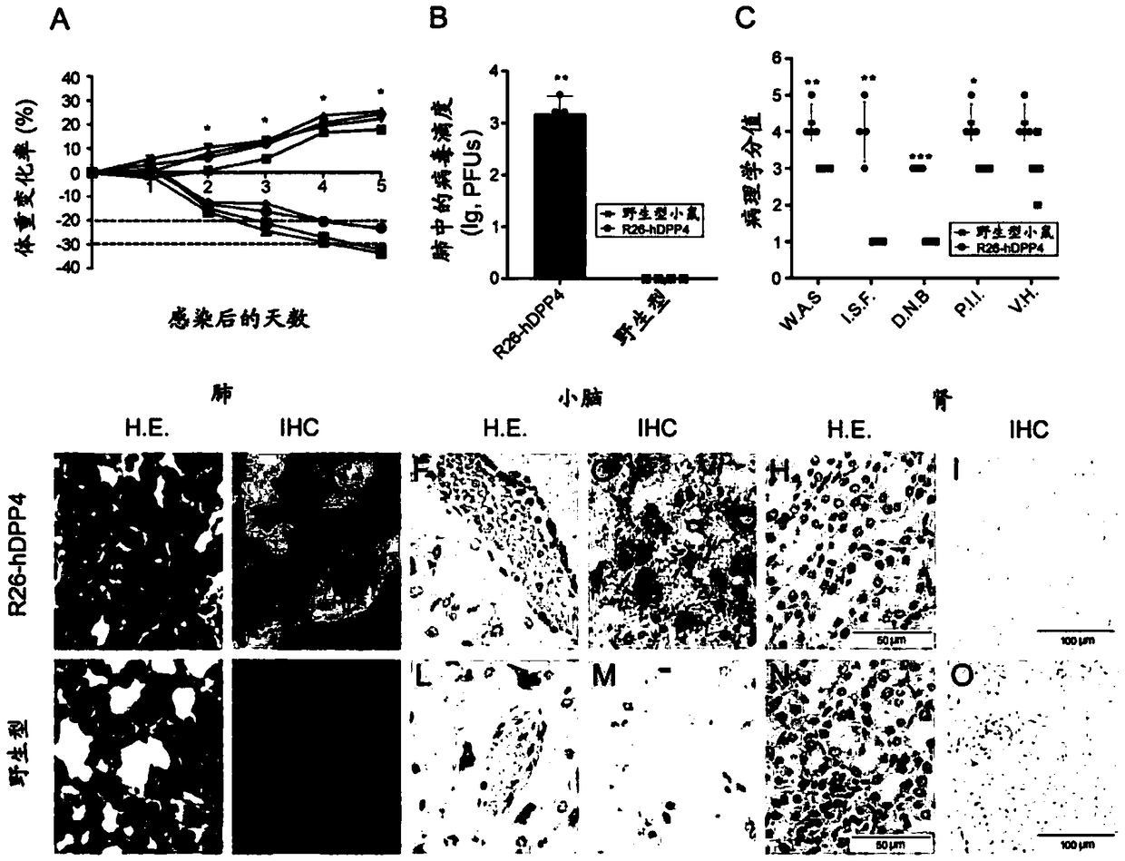 Pseudo MERS-CoV virus of infected animal, and preparation method and application thereof