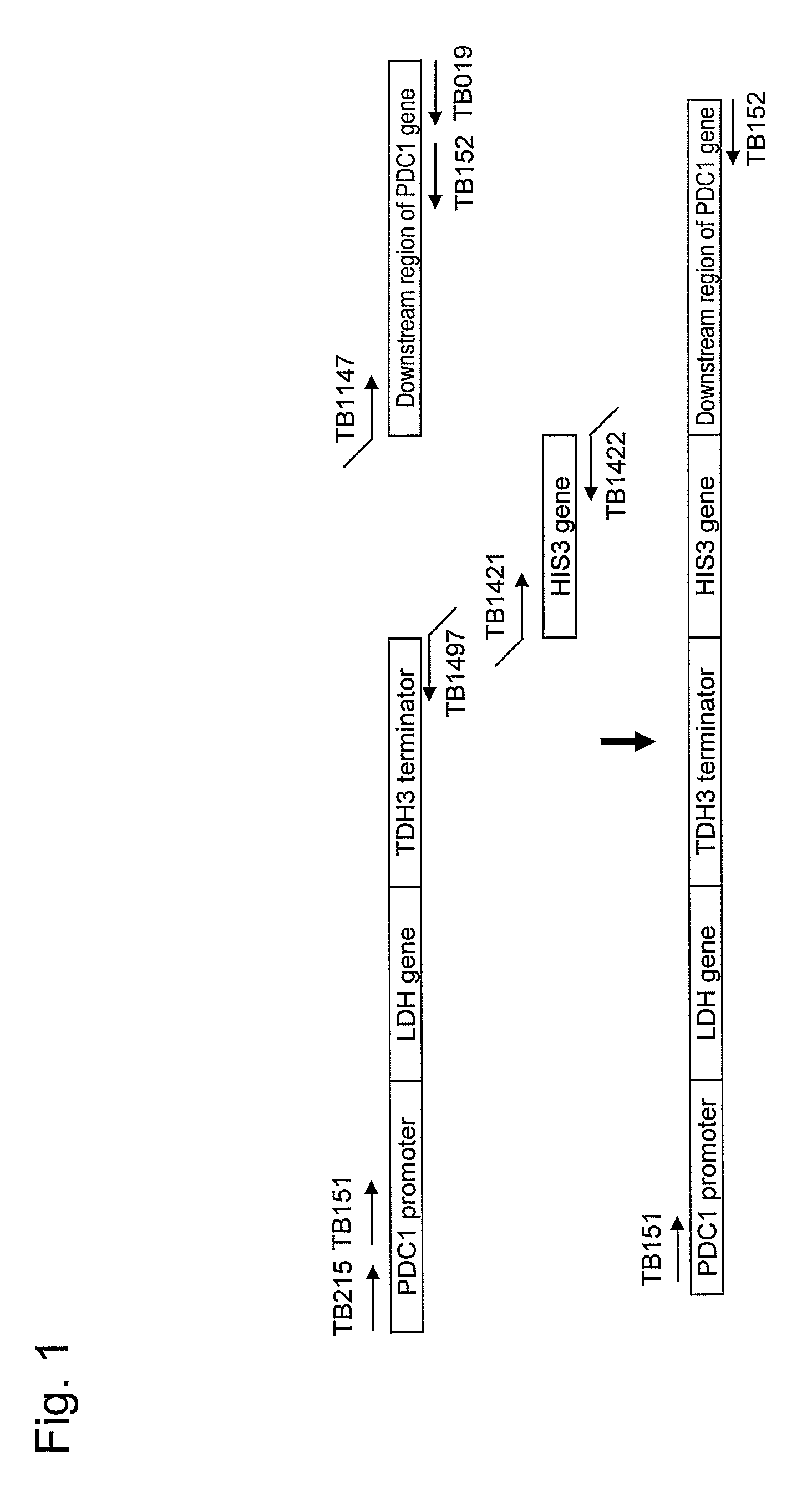 Yeast mutant and substance production method using the same