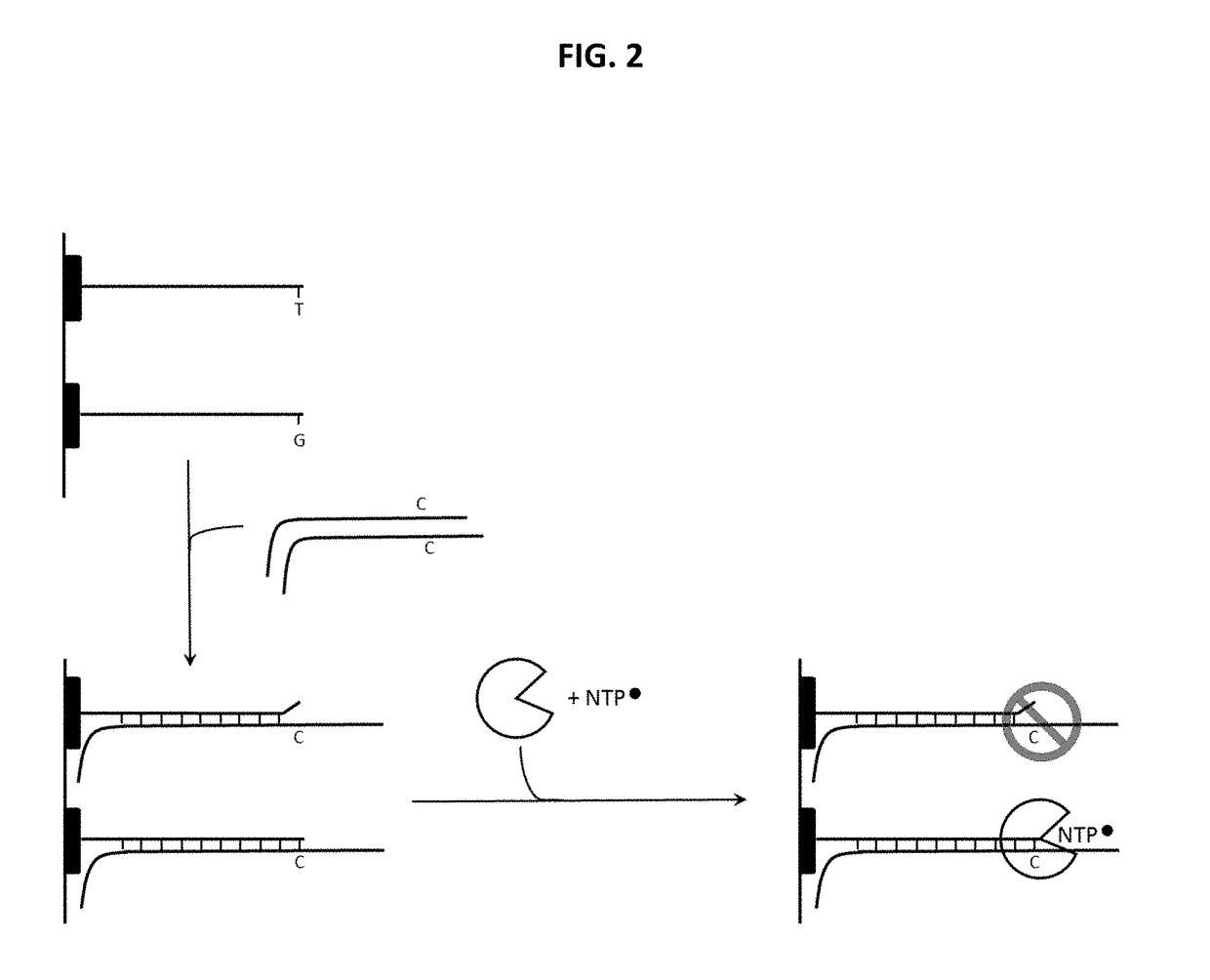 Genotyping by polymerase binding