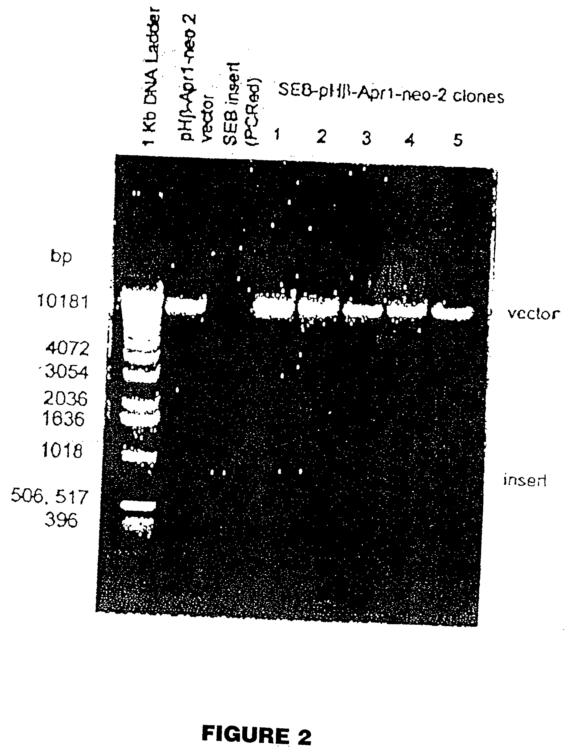 Compositions and methods for treatment of neoplastic disease