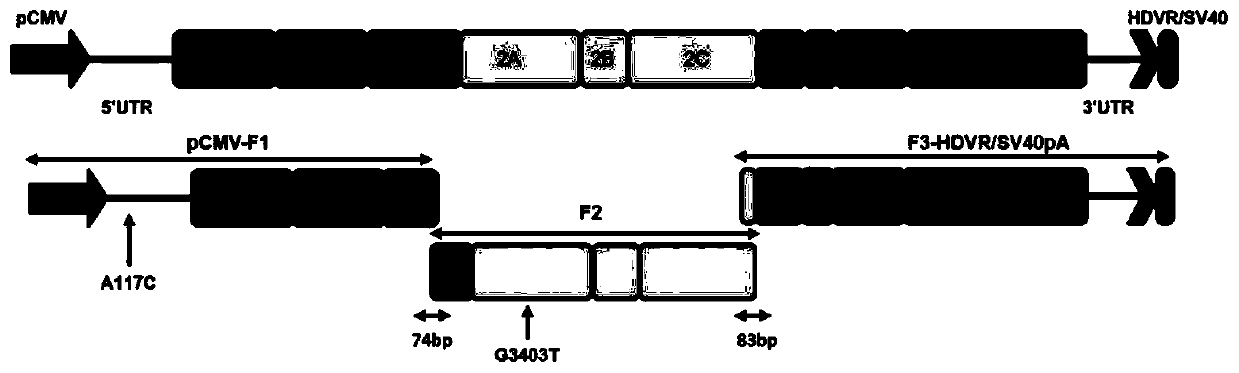 Type-3 DHAV (duck hepatitis A virus) mutant gene ISA-A117C and construction method