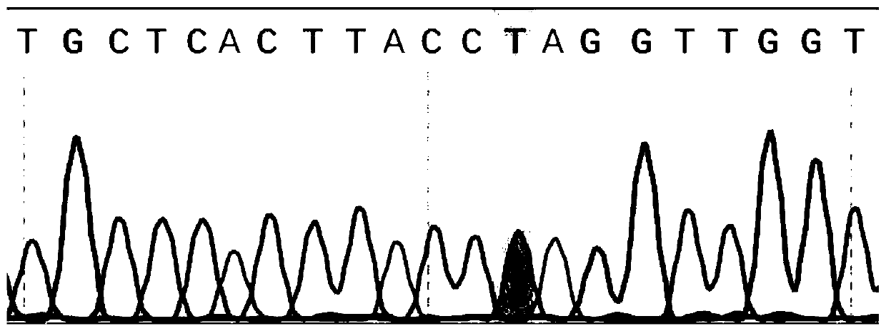 Type-3 DHAV (duck hepatitis A virus) mutant gene ISA-A117C and construction method