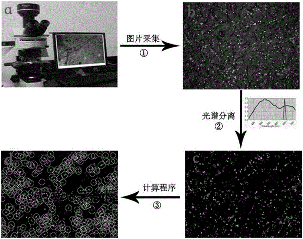 A method for counting tumor metastasis units based on quantum dot spectral analysis and image analysis