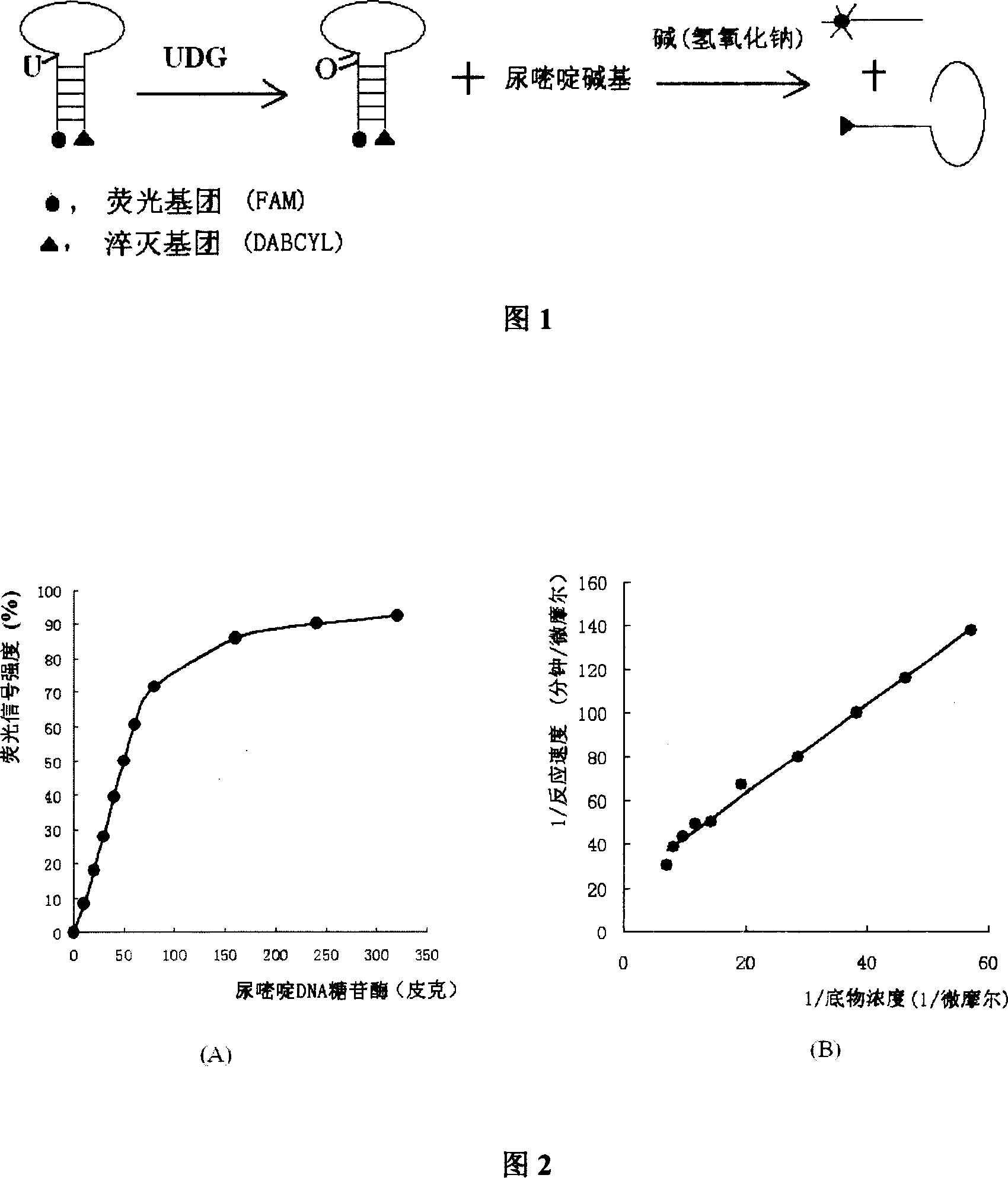 Method for detecting ura DNA glycosidase activity adopting molecular beacon as substrate