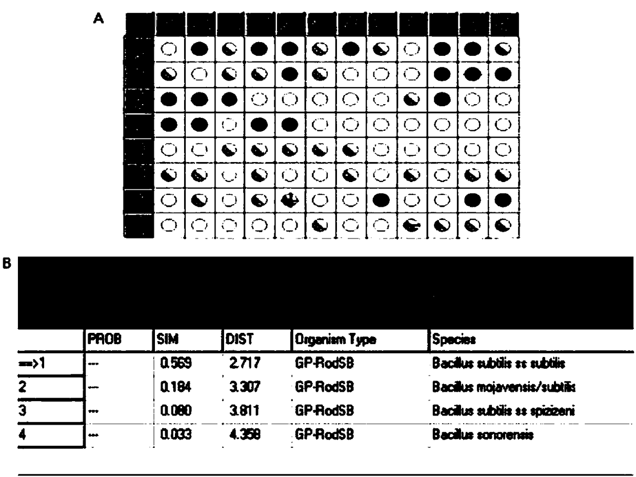 Bacillus simplex S62 and application thereof