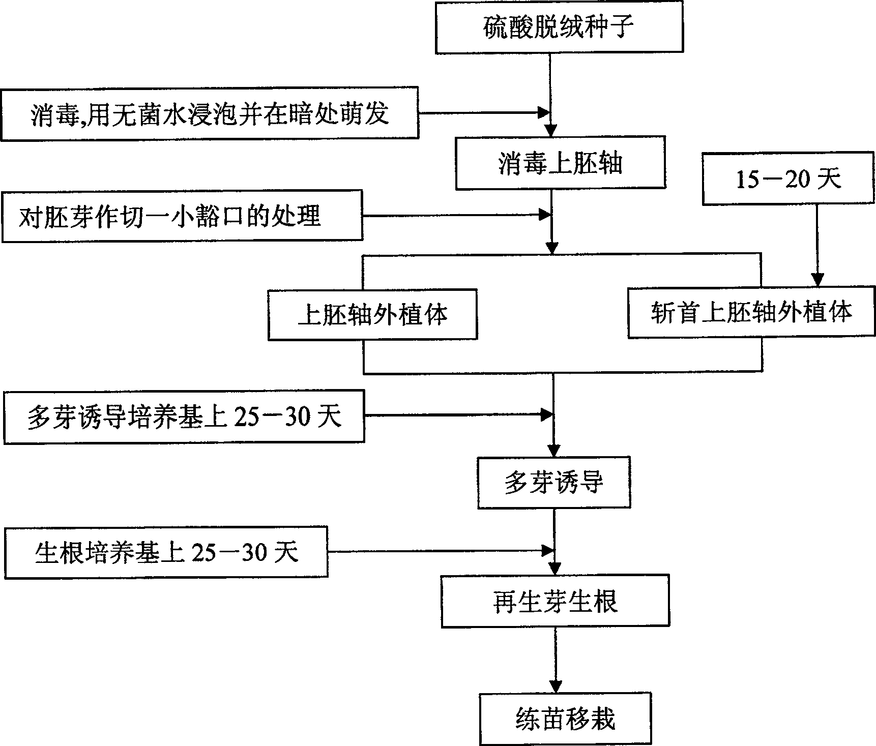 Technique for epicotyl of cotton culturing in vitro regenerated plant, and decapitated epicotyl explant