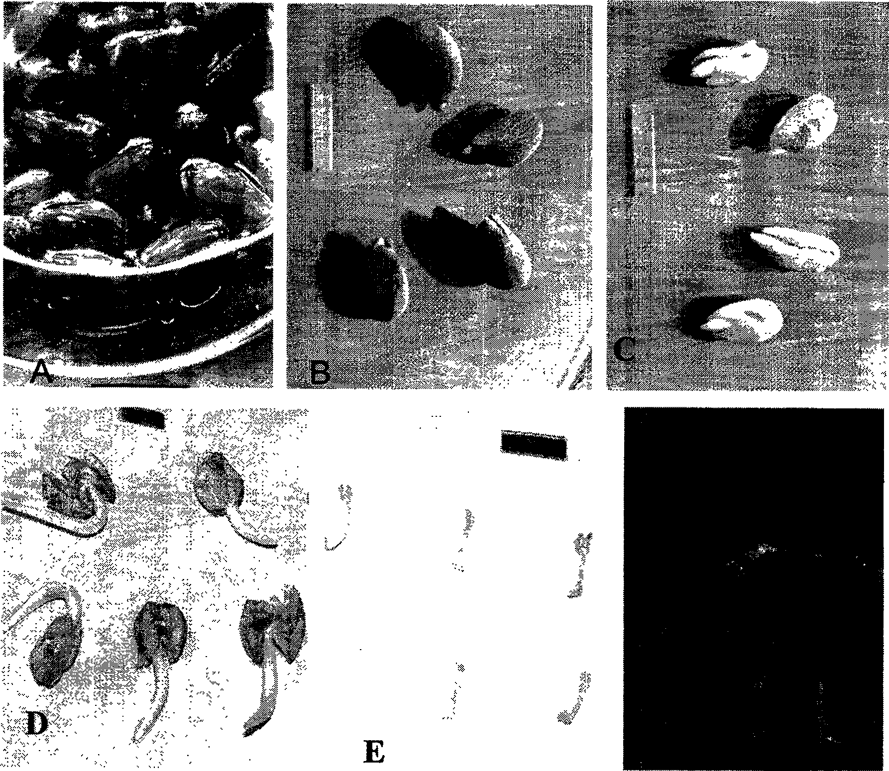 Technique for epicotyl of cotton culturing in vitro regenerated plant, and decapitated epicotyl explant