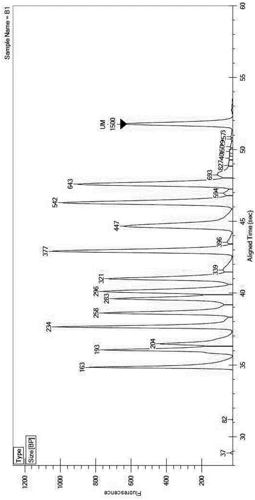 Multiplex PCR detection kit for 12 encephalitis virus nucleic acids and application thereof