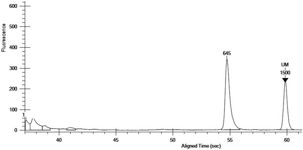 Multiplex PCR detection kit for 12 encephalitis virus nucleic acids and application thereof