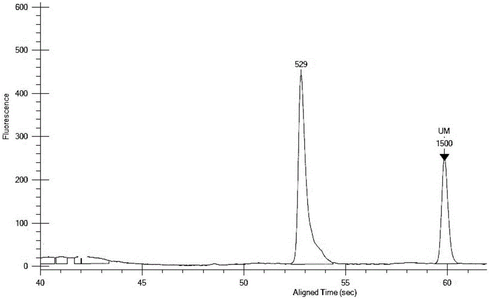 Multiplex PCR detection kit for 12 encephalitis virus nucleic acids and application thereof