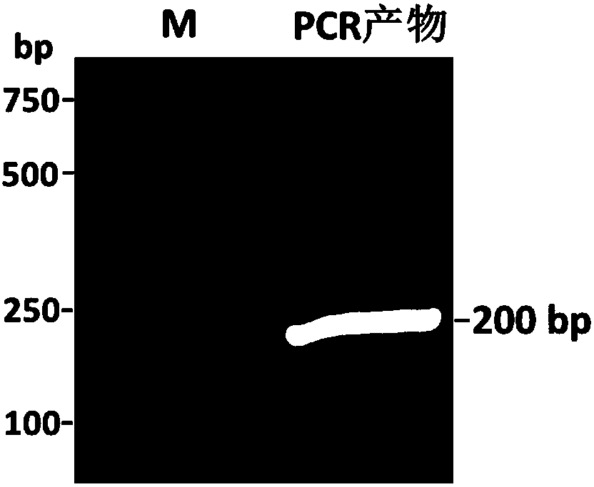 Tobacco PDS gene fragment-containing cucumber mosaic virus RNA2 attenuated mutant type plasmid vector and application thereof