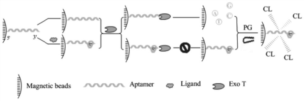 ATP chemiluminiscence detection method based on enzyme digestion assisted label-free aptamer sensor