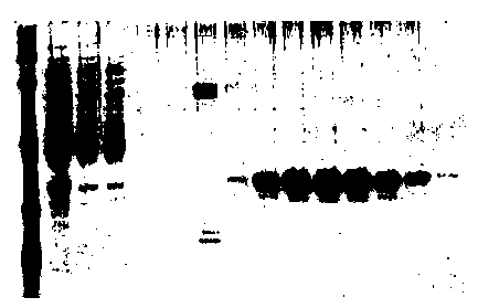 Method for finding protein interaction with baculovirus PCNA (Proliferating Cell Nuclear Antigen)