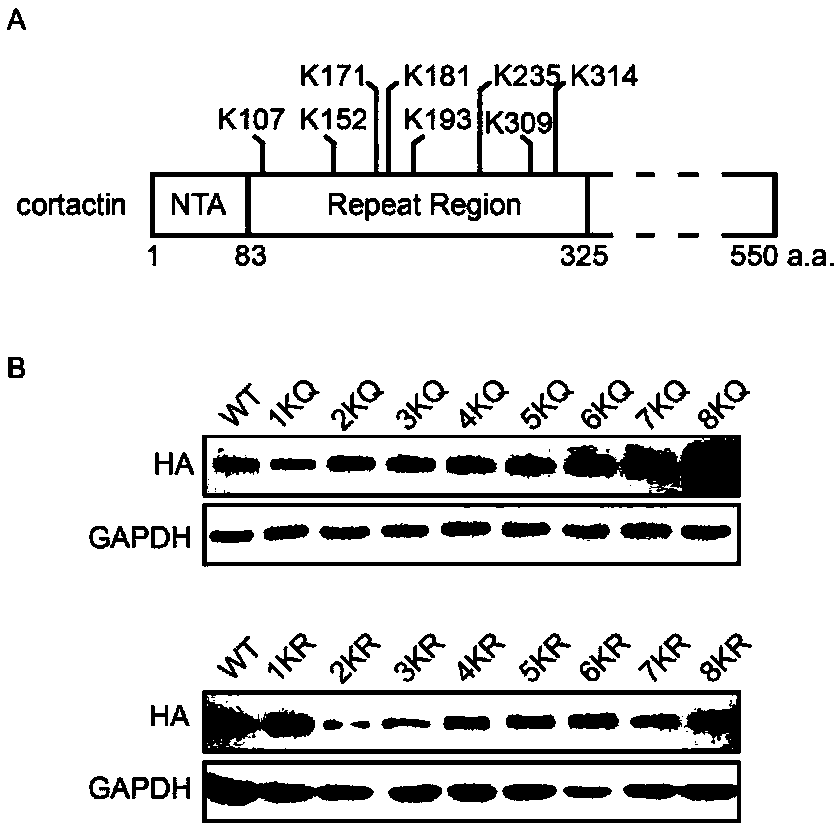 Cortex actin mutant 8KQ and application