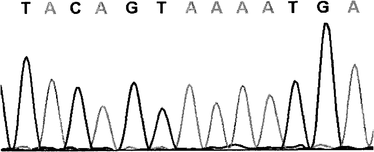 Cucumber SNP marker and detection methods thereof