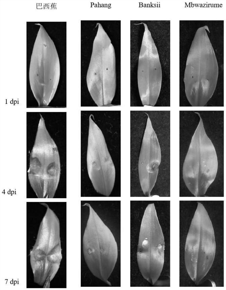 Method for identifying tropical resistance of different banana varieties to No. 4 physiological race of fusarium wilt by using tissue culture seedlings