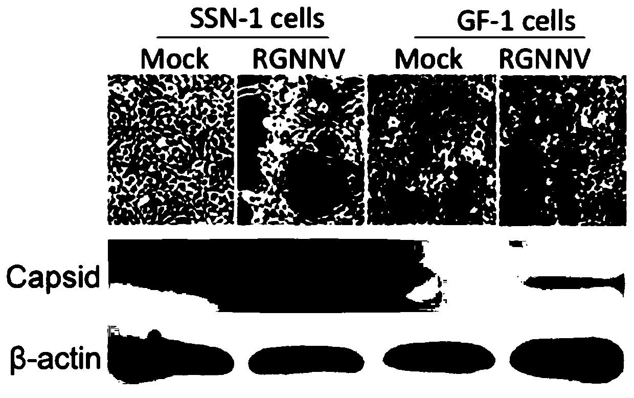 Method for constructing reverse genetic system of red-spotted grouper nervous necrosis virus